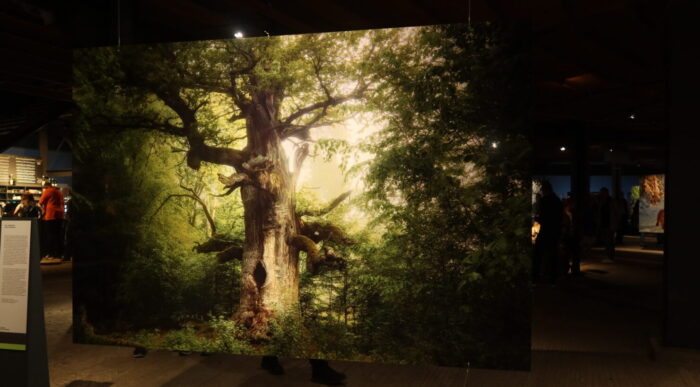 photo of a large scale photography of an old tree, with sunligh behind the tree in the forest. Visible on the left side is the information panel, on the right side in the dark other large scale photos