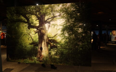 photo of a large scale photography of an old tree, with sunligh behind the tree in the forest. Visible on the left side is the information panel, on the right side in the dark other large scale photos